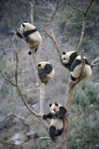 Panda Quartet