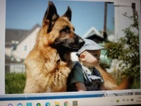 guard dog and baby