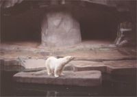 sad polar bear