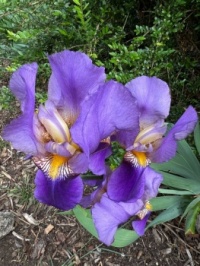 Iris