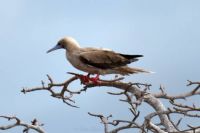 Elusive Red-Footed Booby