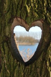 Heart carved in tree (Lelystad, the Netherlands)