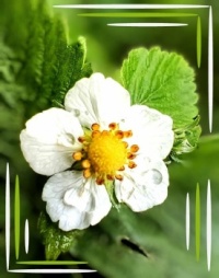 💚🌼 Flower ...