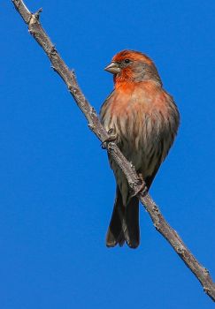 A HOUSE FINCH