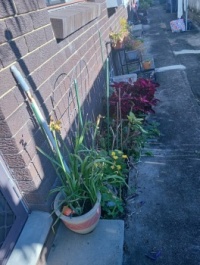 Garden 2