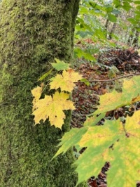 Autumn in Scotland