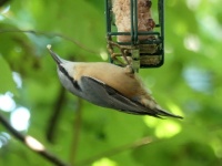 nuthatch with his 'catch' :))