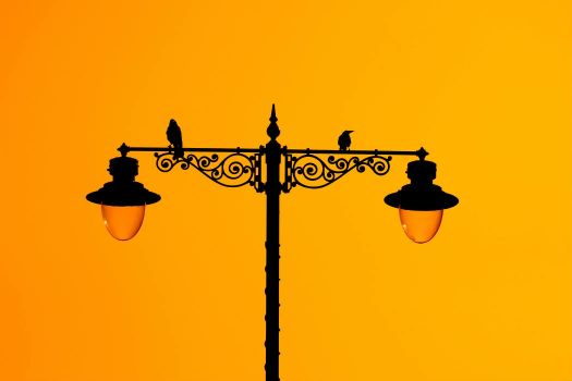 Birds on top of lamp post.