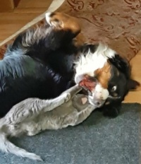No respect for the dog!