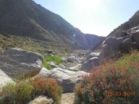 Palm Canyon