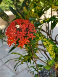 Pretty flower on Grand Cayman