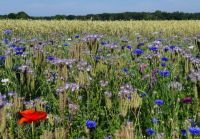 Mohnblume