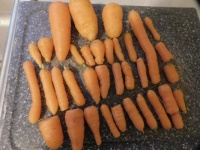 A portion of this year's carrot crop!