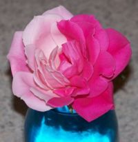 Bi-color rose