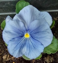 Pretty Periwinkle Blue Pansy