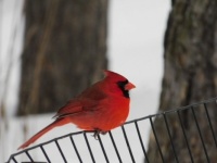 A Cardinal in Central Park,   New York City