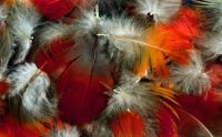 Colored feather cluster.