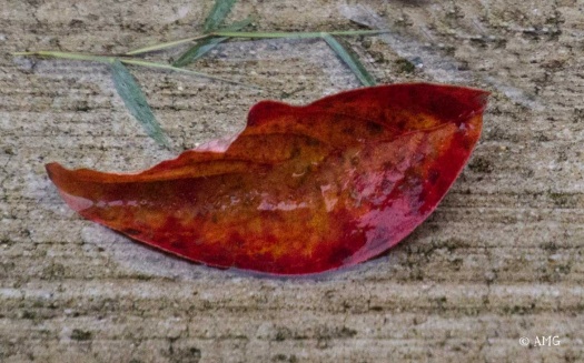 Dogwood Leaf in Autumn
