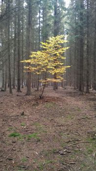 Same tree four days latter