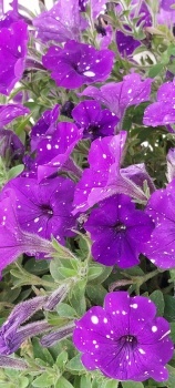 purple glory