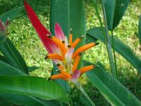 Orange Hawaiian Flower