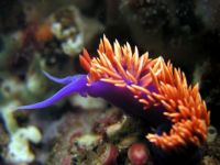 Nudibranchs(seaslug or sea snail)