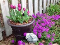 Tulips, Verbena, Rabbit... Oh My!