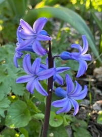 blue hyacinth -1