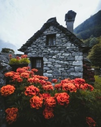 marigolds (resize 12 to 550)
