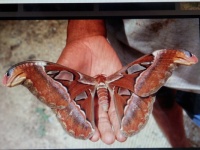Giant Atlas Silk Moth
