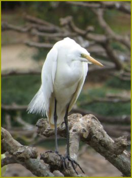 White Egret....
