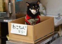 dog in box in china (2)