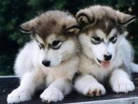 Huskies