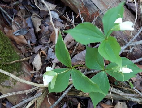 Trilliums are up