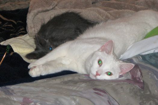 Blizzard and Stormy (Bedtime)