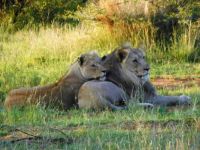 Lions in South Africa
