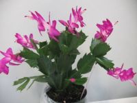Christmas Cactus