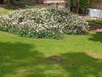 Rododendron v Bílině Kyselka