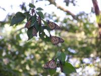 monarchs 8