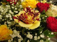 Valentine Roses