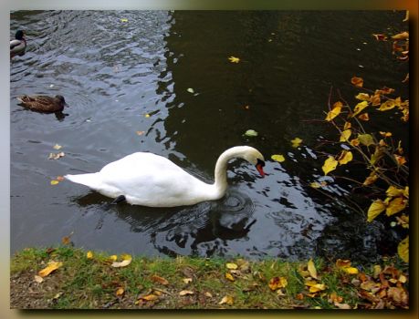 Swan at Water Castle