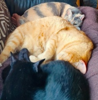 Cat trio - 2025/04/09