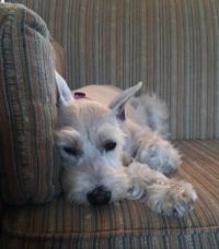 maggie