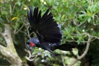 Black Cockatoo in Flight