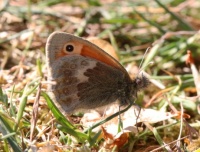 Small heath - Coenonympha pamphilus (Hooibeestje)