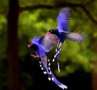 Taiwan blue magpies
