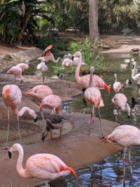 Lots of Flamingos