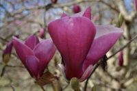 M. japonica 'Purple Prince'