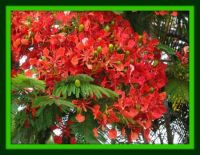 Poinciana Tree