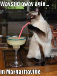 BETTER THAN CATNIP...
